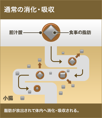 通常の消化吸収。脂肪が放出されて体内へ消化・吸収される