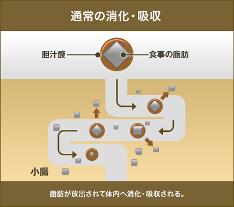 通常の消化・吸収